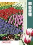 書本詳細資料